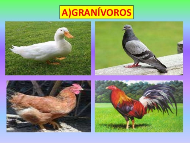 ANIMALES GRANÍVOROS
