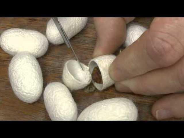 The First Evidence of Silk Production