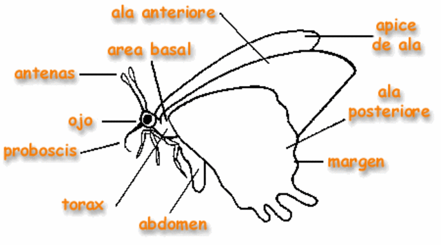 Partes de la Mariposa