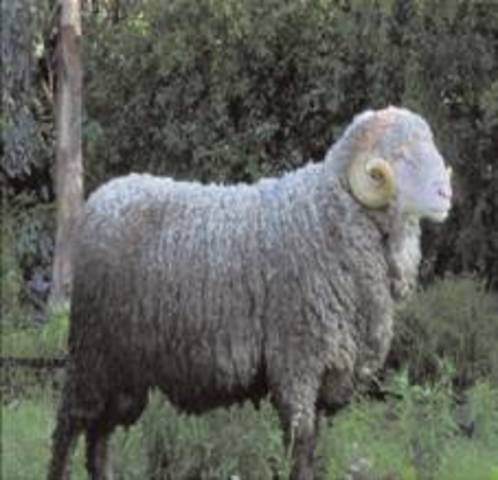 Introducción del ganado ovino