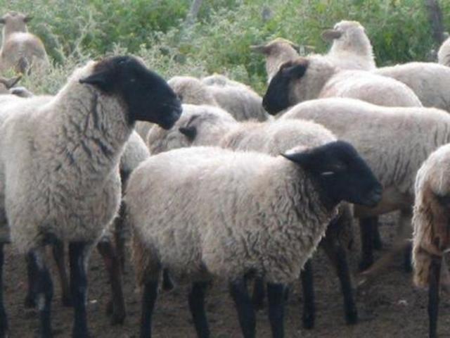Un millón de cabezas de ganado ovino en el Altiplano Central