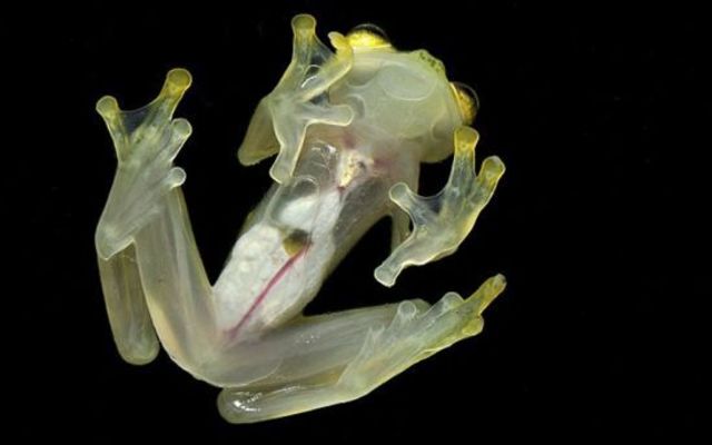 Organismo transgénico