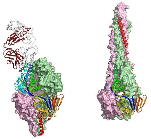 Arquitectos de vacunas.