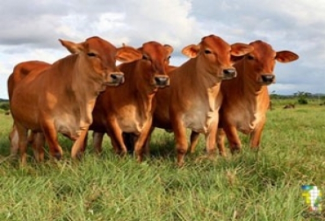 Aumento de la ganadería