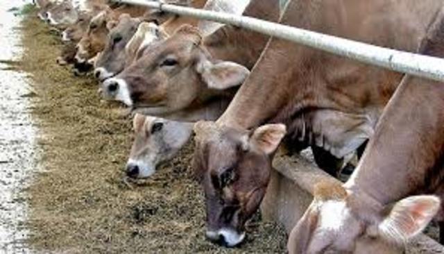 Primer embarque a América de Vacunos