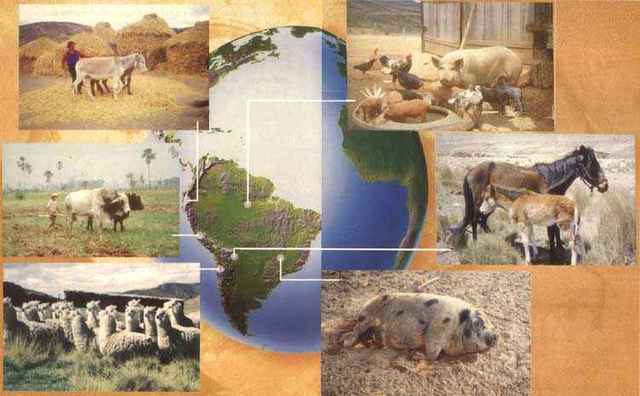 Tercer viaje mayor numero de animales