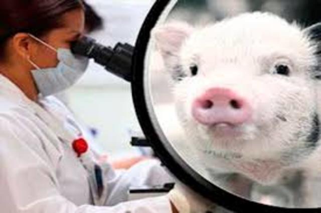 Cerdos modificados genéticamente para evitar hemofilia