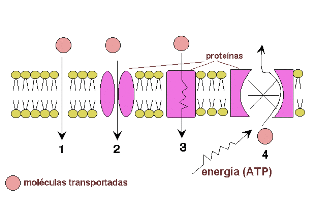 Proteínas