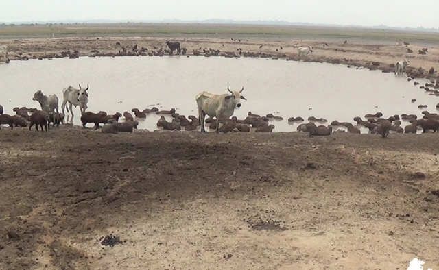Sequía, Paz De Ariporo Casanare