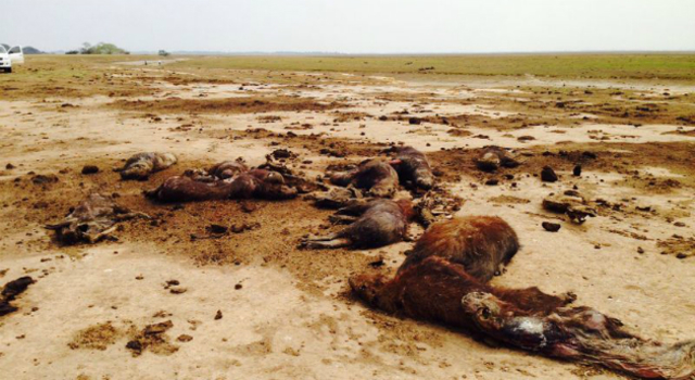 Desastre ambiental en Casanare