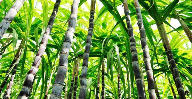 Producción de caña disminuye