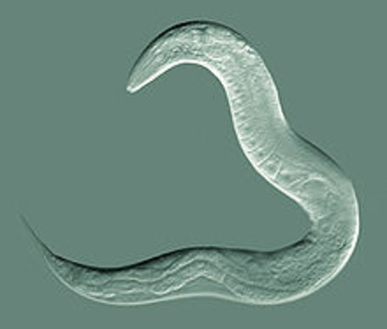 Caenorhabditis Elegans