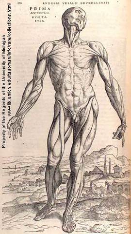 La anatomía como herramienta