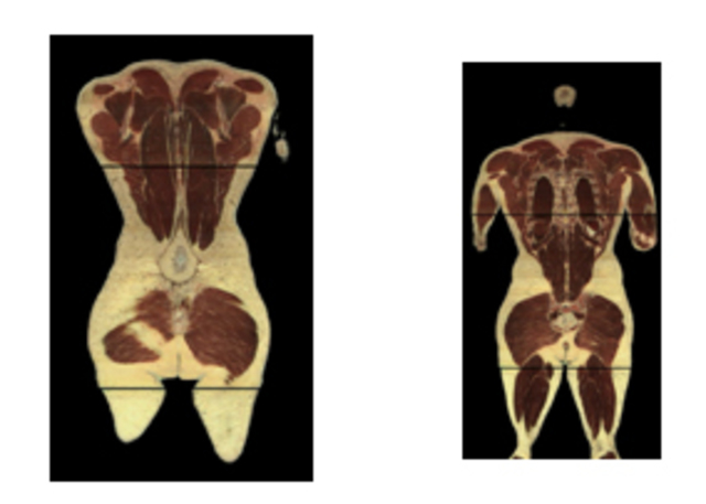 Divisiones del cuerpo humano
