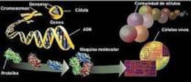 Se secuencia por primera vez el genoma de un organismo vivo.