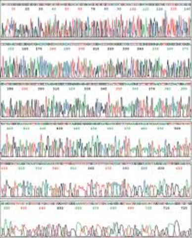 El Proyecto Genoma Humano publica la primera secuenciación completa,