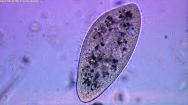 Anton Van Leeuwenhoek