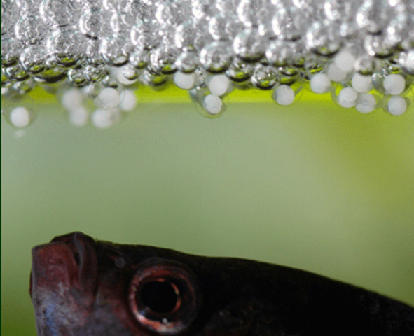 nascimento de leandro