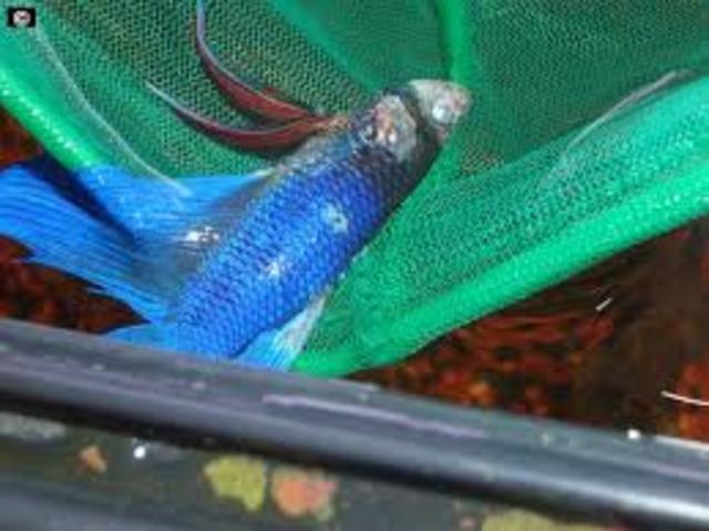 O dia mais tragico da vida de leandro chegou