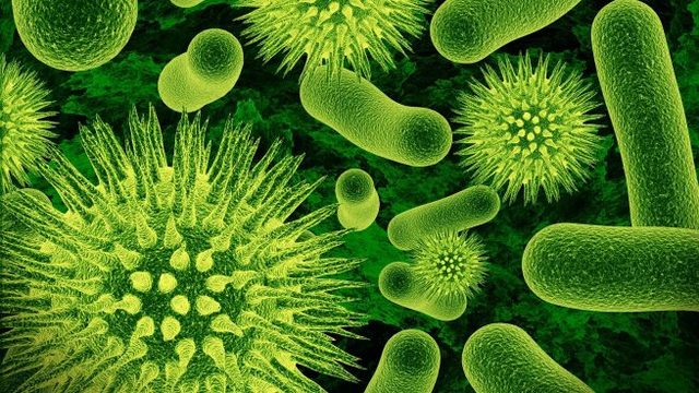 virus y bacterias