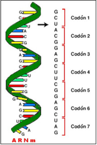 código genético
