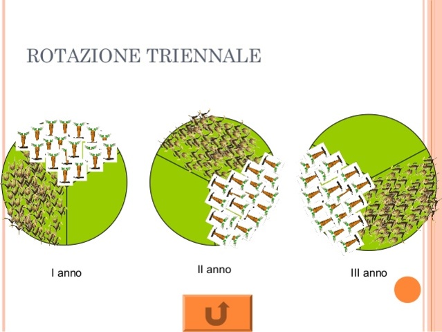 RIVOLUZIONE AGRICOLA DELL'ANNO MILLE