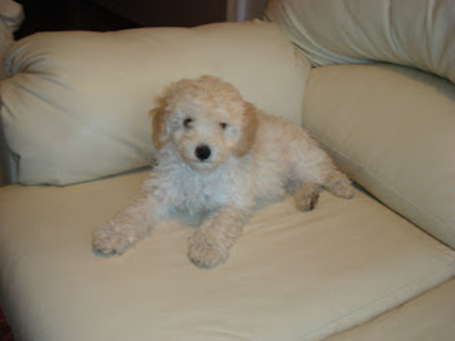 EL DÍA QUE TUVE MI PRIMERA MASCOTA