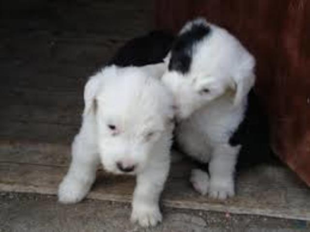 EL DÍA DE MI PERRITA LUNA