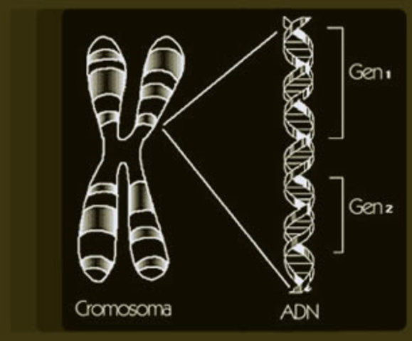 Disposición De Los Genes En Los Cromosomas