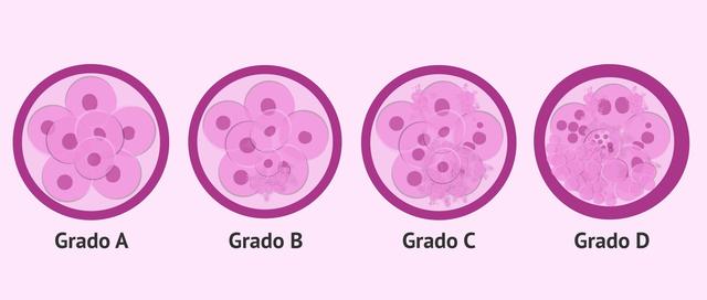 Primeros embriones humanos