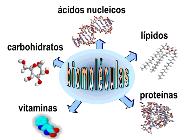 Las biomoleculas