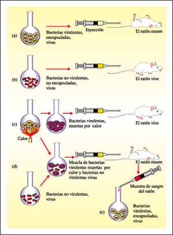 Frederick Griffith descubre que el material hereditario de bacterias muertas puede ser incorporado en bacterias vivas.