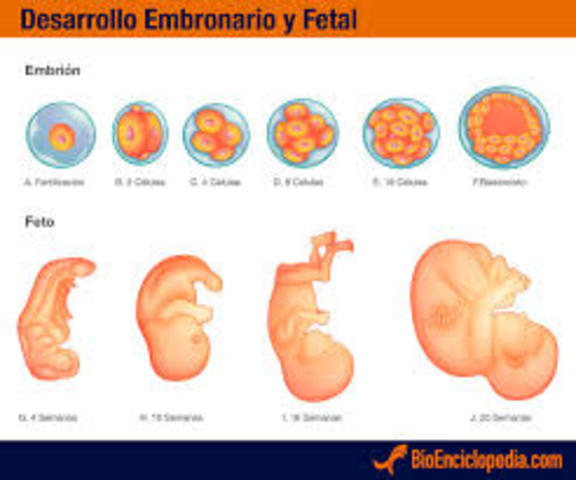 Prenatal