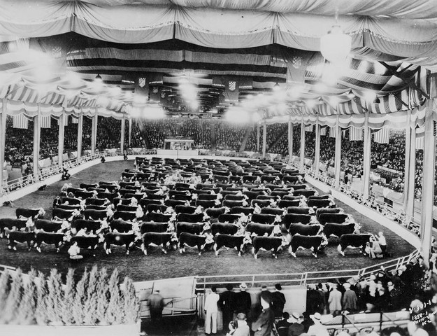 The American Royal Livestock Show