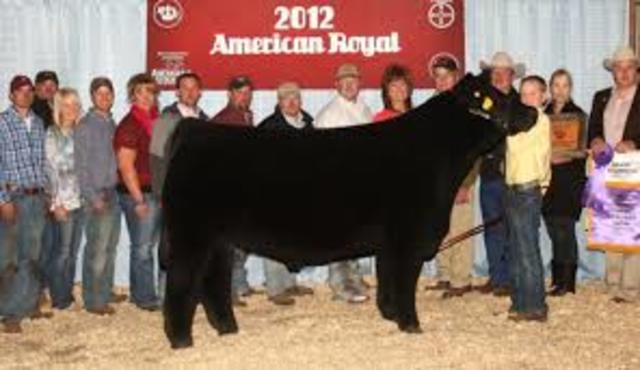 American Royal Livestock Show
