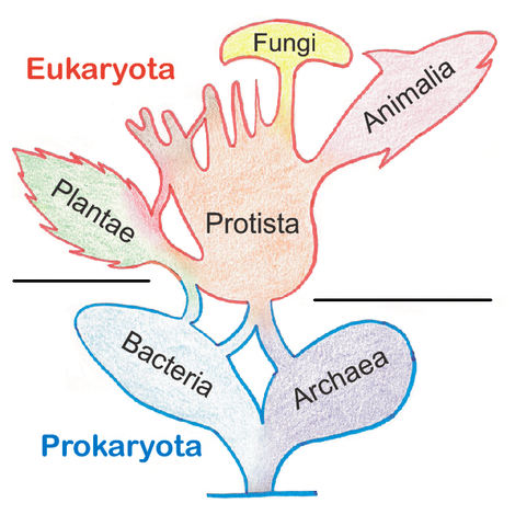 Evolución. Los procariontes aparecen hace al menos 3700 Ma,7​ mientras que el origen de la célula eucariota se dio por simbiogénesis entre una arquea y una bacteria 34​ hace al menos 1630 Ma.35​36​