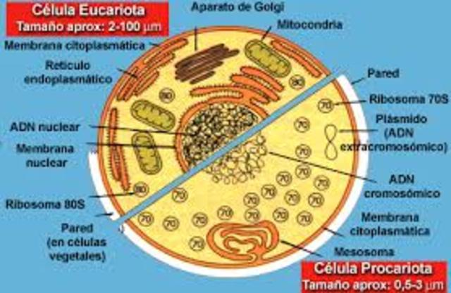 Estructura De Un ser vivo, Estructura Celular