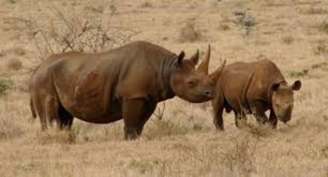 Western Black Rhinos recalled as extinct