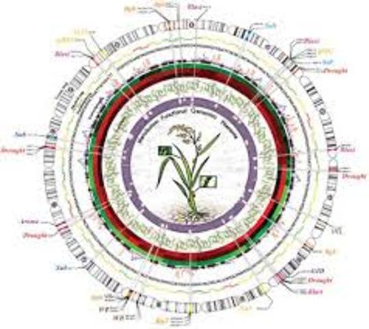 Rice becomes the first crop to have its genome decoded.