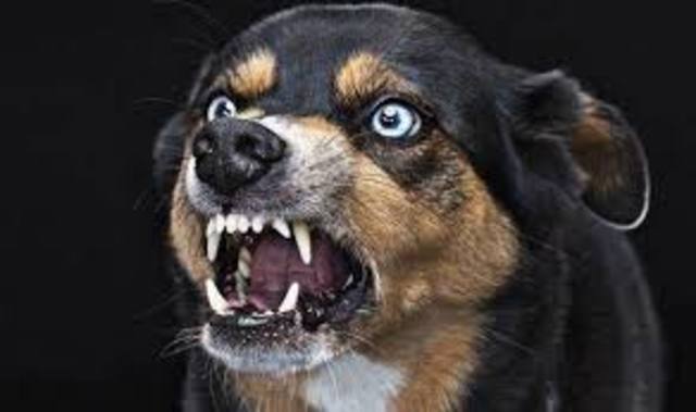 Louis Pasteur and Emile Roux develop the first rabies vaccine