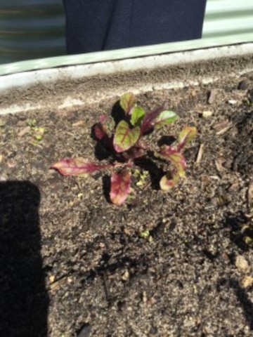 Beetroot Observations