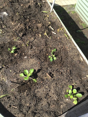 week 4- observation bok choy