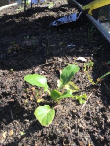 Bok-choy observations