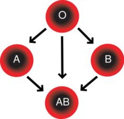 Karl Landsteiner discovers the existence of different human blood types