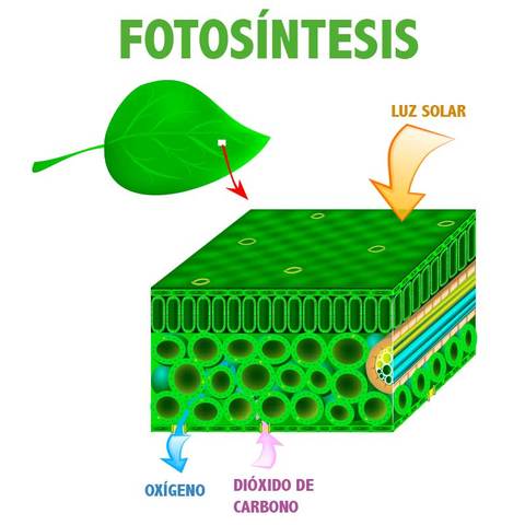 FOTOSÍNTESIS