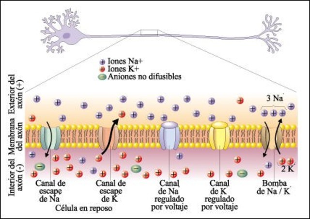 Bomba de Sodio-Potasio