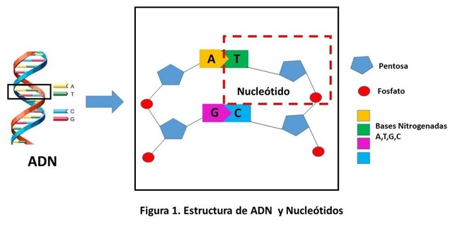 Acido Desoxirribonuicleico