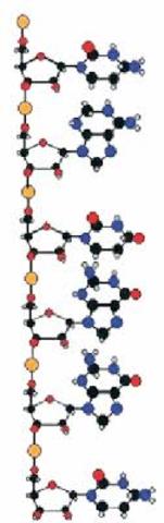 Ácidos Ribonucleicos