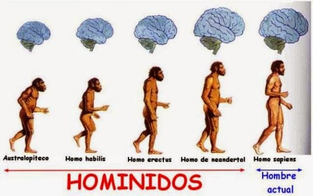 Millones de años Hominidos
