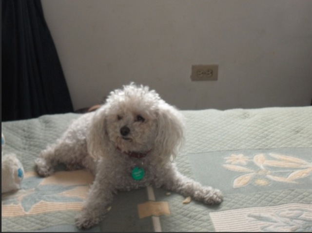 Death of my dog Nicky